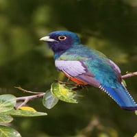 Бразилия, Pantanal Blue-Crowned Trogan на крайника от Джоан Уилямс