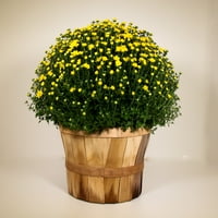 По-добри домове и градини 2.5 г многоцветна майка с кошница пълно слънце живи растения