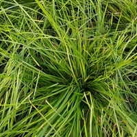 Бриз Ломандра Вечнозелена Средна Декоративна Трева-Пълно Слънце Живо Външно Растение