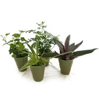 Минис Мики, набор от 4, 2 разнообразни зеленина растения