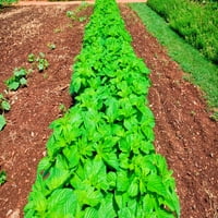 Зеленчукова градина в Монтичело на Томас Джеферсън в Шарлотсвил Вирджиния отпечатък от панорамни изображения