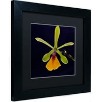 Търговска марка изобразително изкуство Орхидея # 1 платно изкуство от Курт Шафър, Черен мат, черна рамка